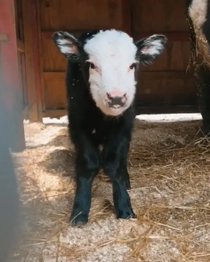 Another baby to love at Fink's Country Farm