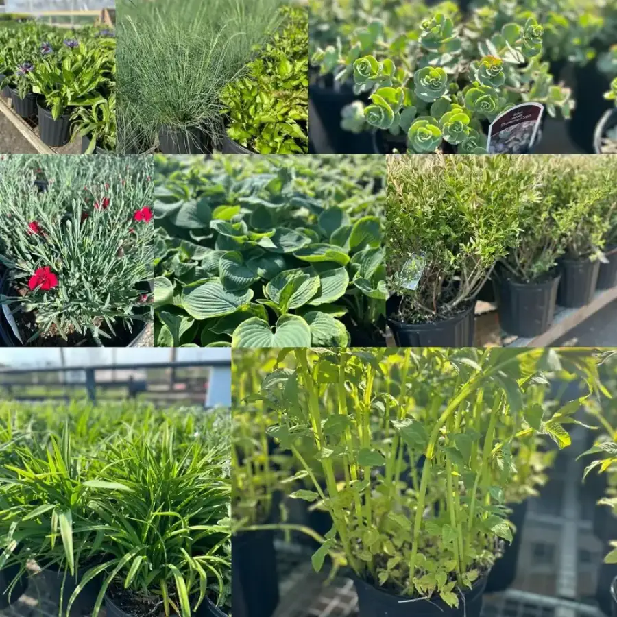 Perennials at the farm stand