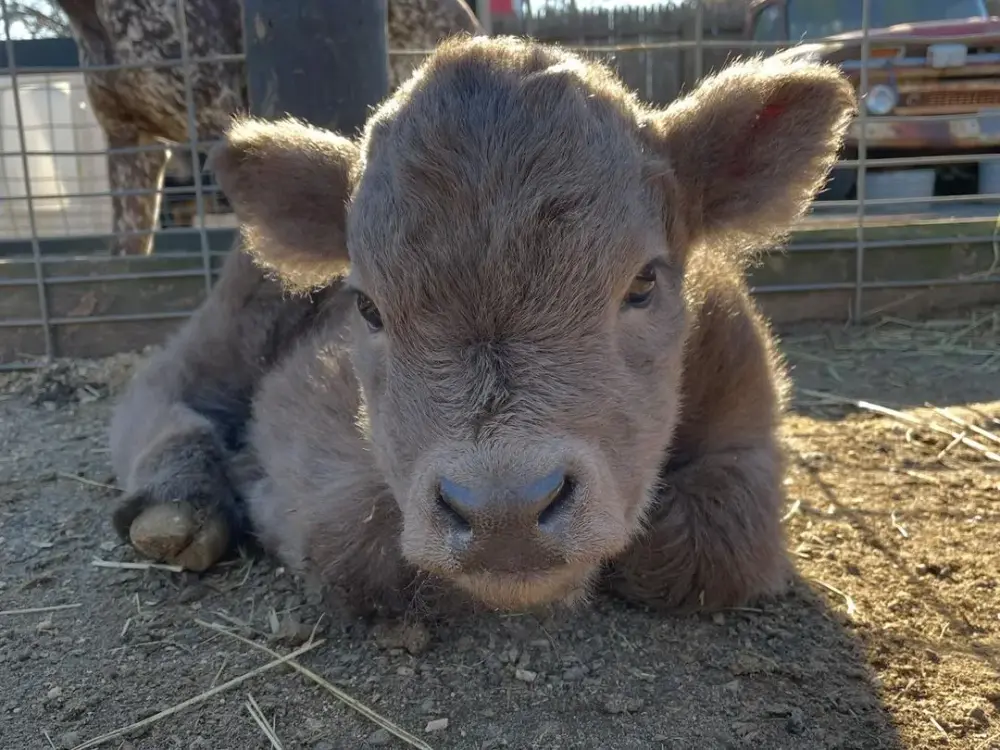 Chistmas Calf at Fink's Country Farm