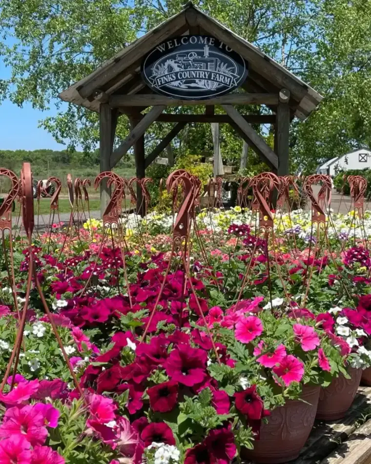 Flowers for days