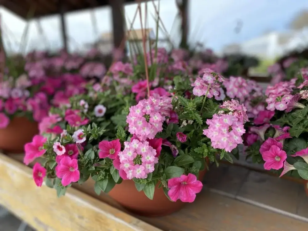 Hanging baskets