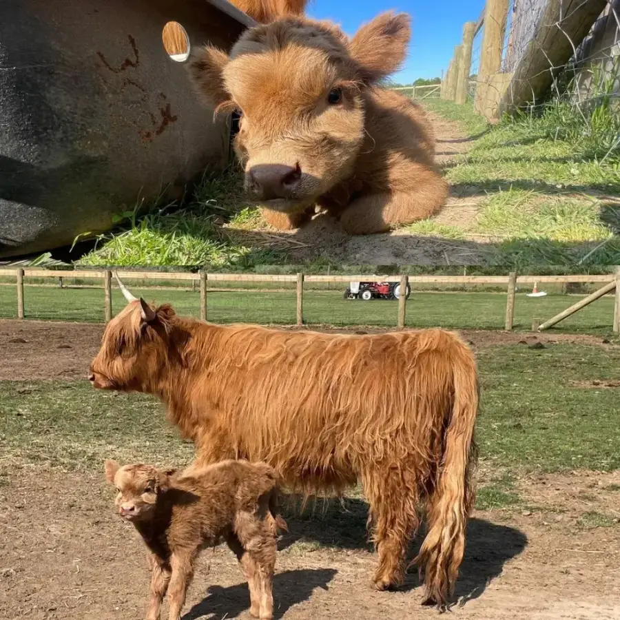 Little Anne at Fink's Country Farm