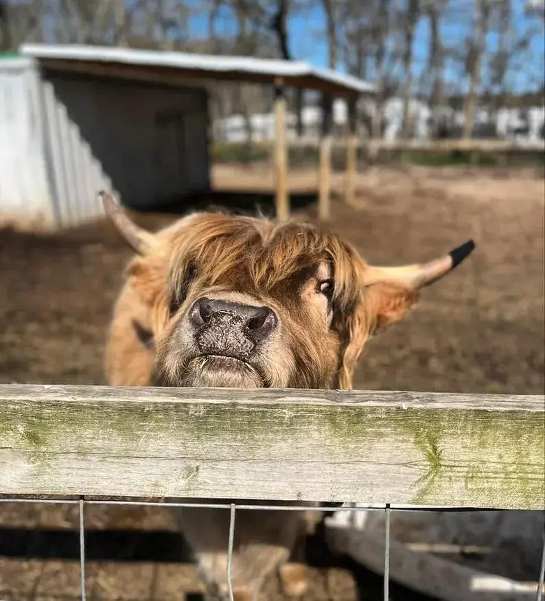 Moos at Fink's Country Farm