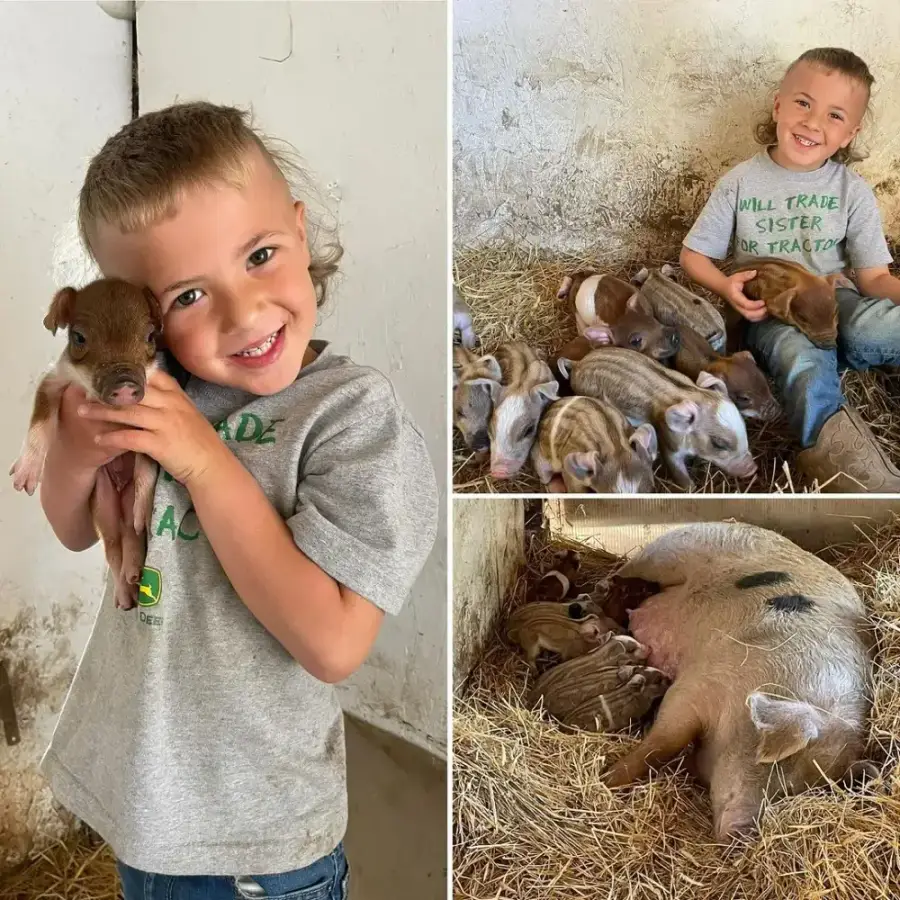 Piglets at Fink's Country Farm