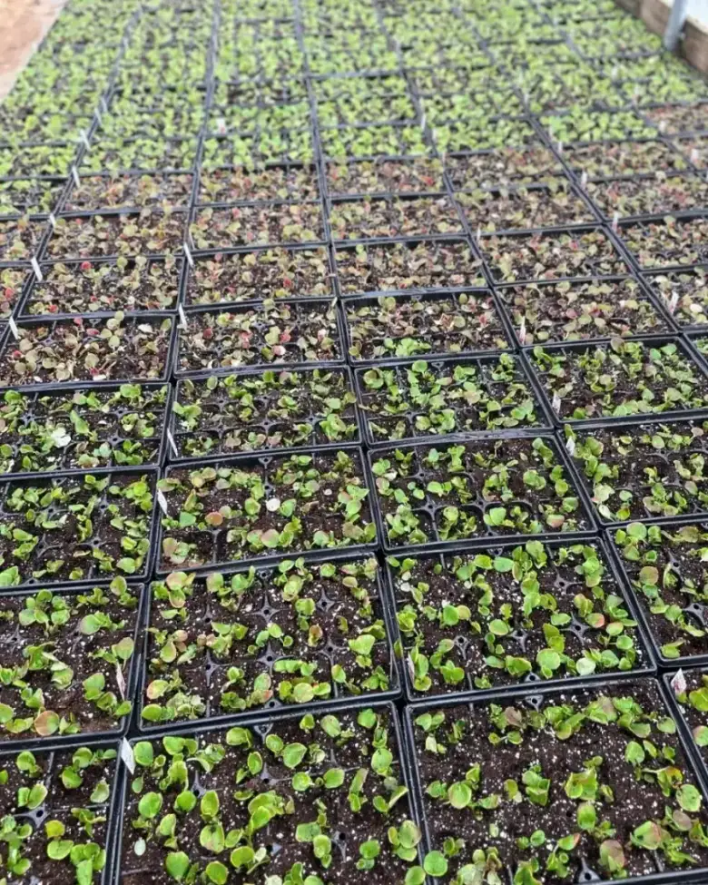 Annuals being planted
