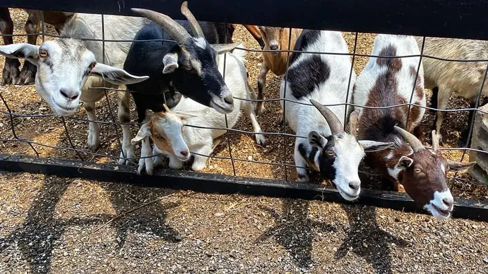 Barnyard animal 1 at Fink's Country Farm