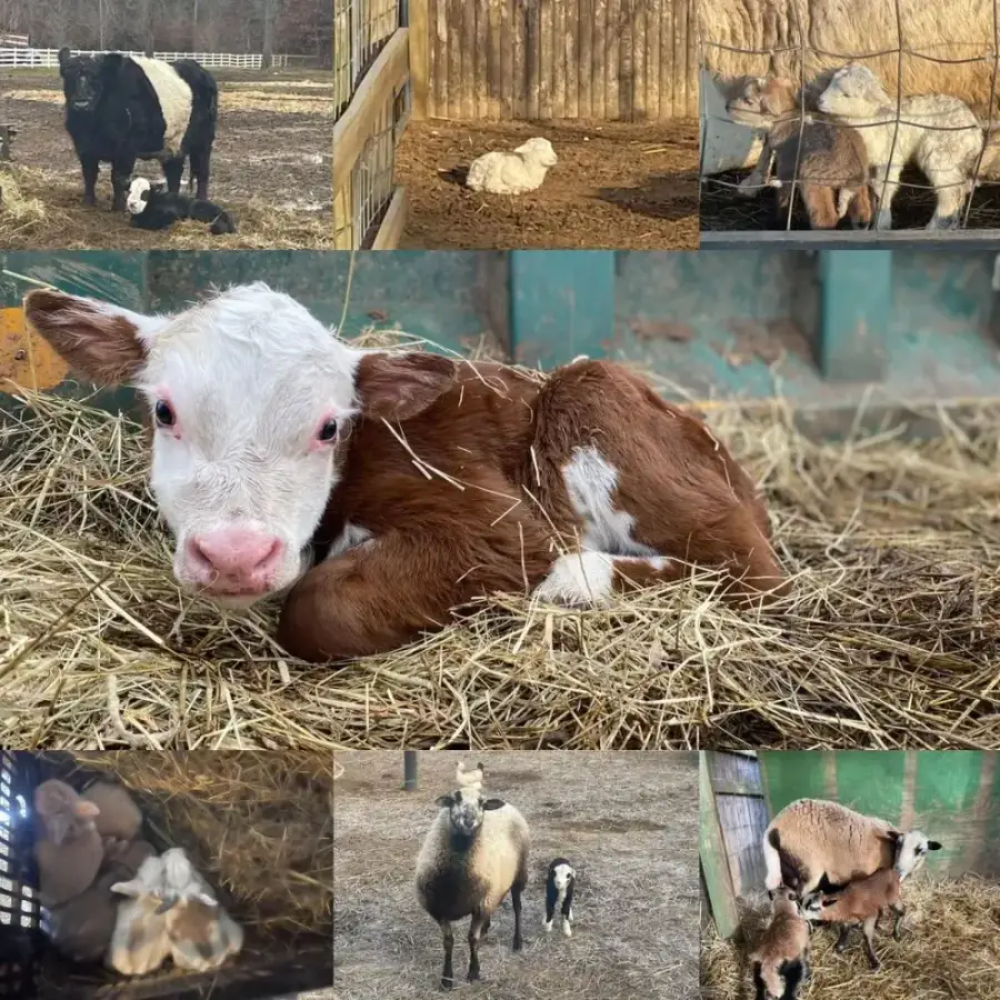 Barnyard animal at Fink's Country Farm